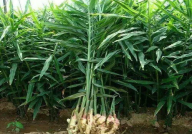 生姜种植技术,生姜种植技术要点与高产栽培方法