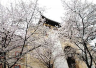 樱花维修,常见故障及解决方法详解