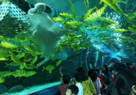 富国海底世界团购,畅游深海，享受优惠体验